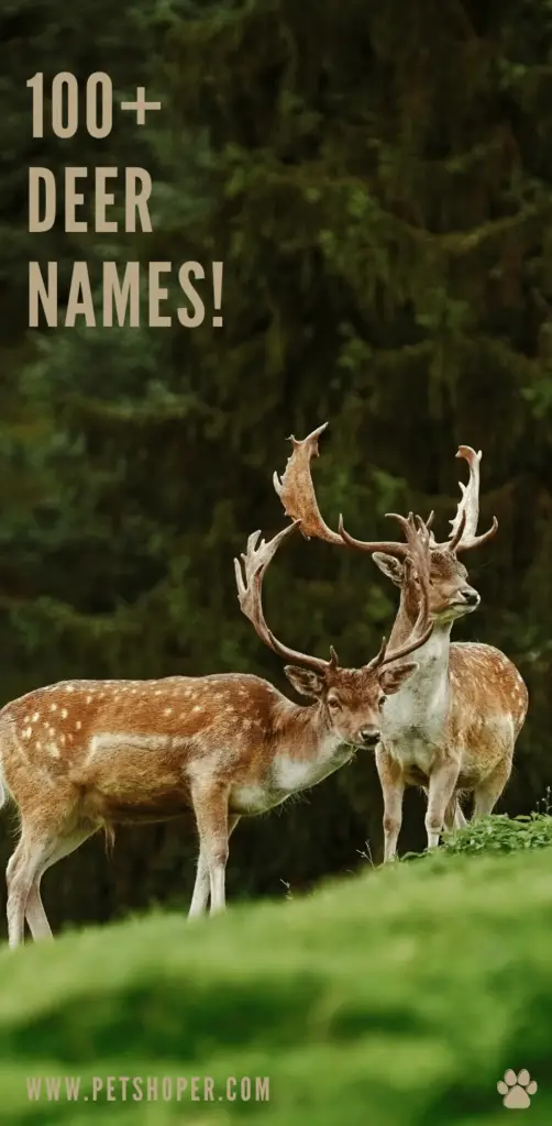deer names pin