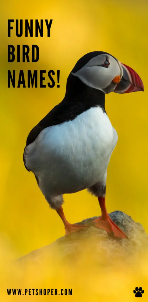 funny bird names pin