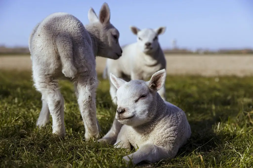 sheep as pets