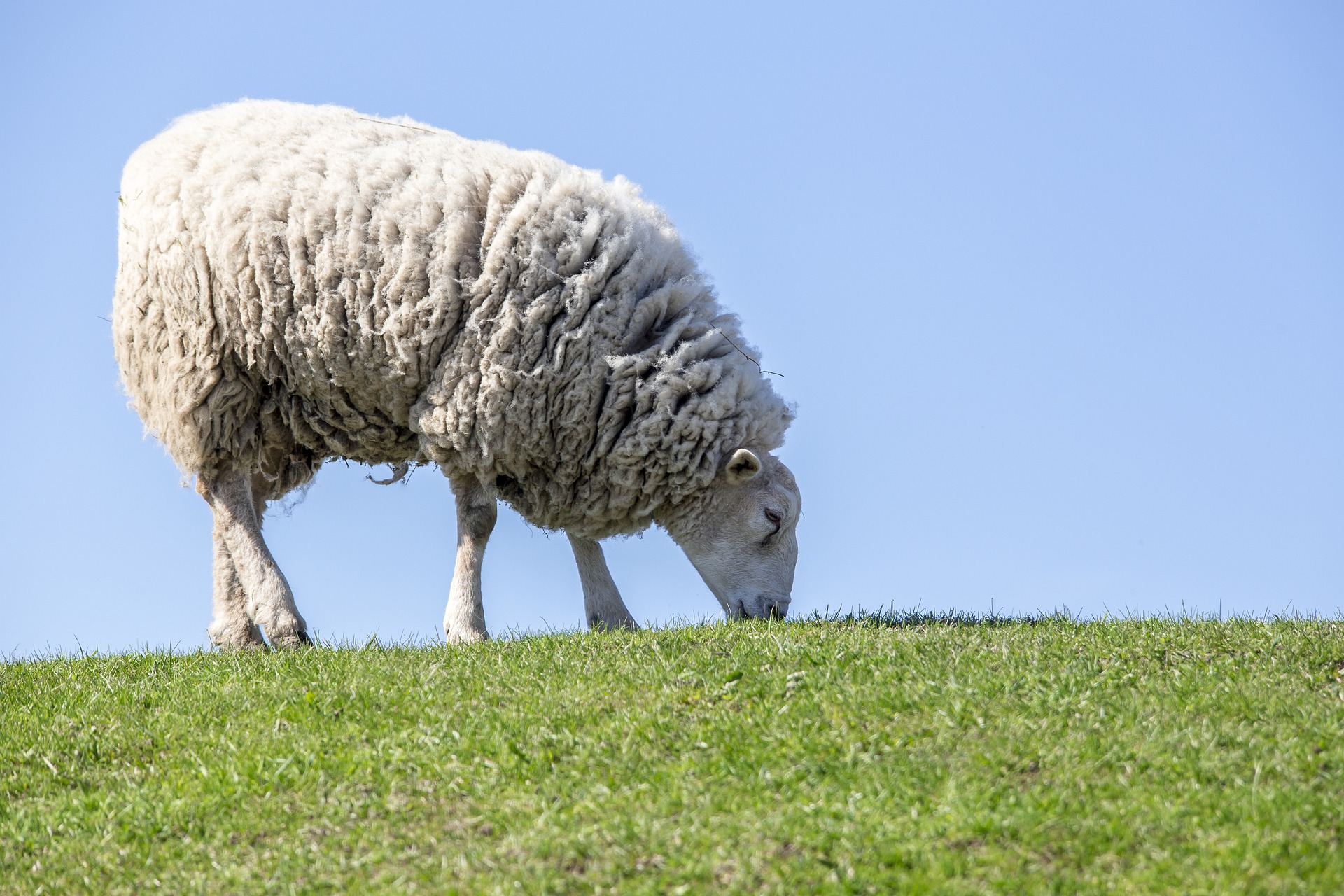 sheep names