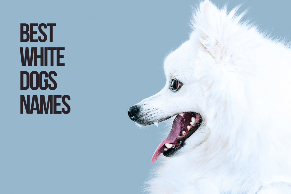 Best White Dogs Names