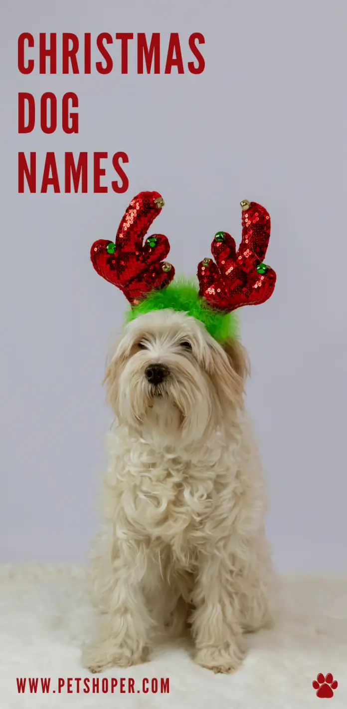 Christmas Dog Names 101+ TOP Ideas [with Video] - PetShoper