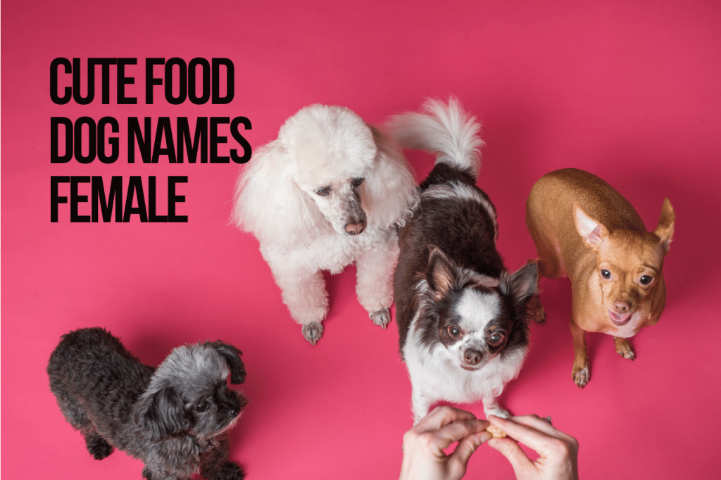 Cute Food Dog Names Female