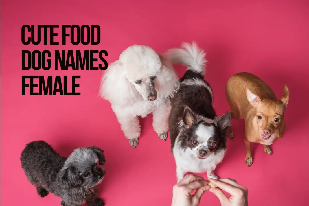 Cute Food Dog Names 87+ Ideas [with Video] - PetShoper