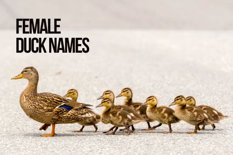 Duck Names 200+ Best & Funny Names [with Video]