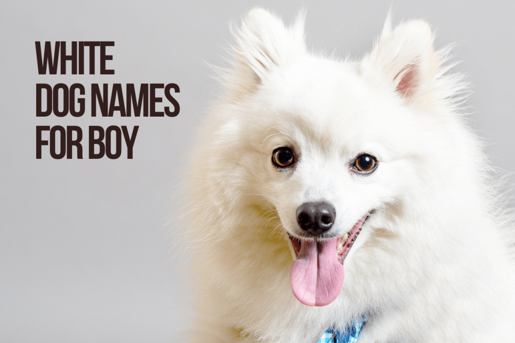 White Dog Names For Boy