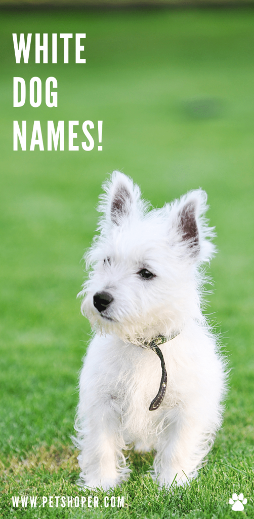 White Dog Names pin