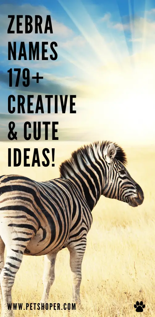 Zebra Names 179+ Creative & Cute Ideas - PetShoper