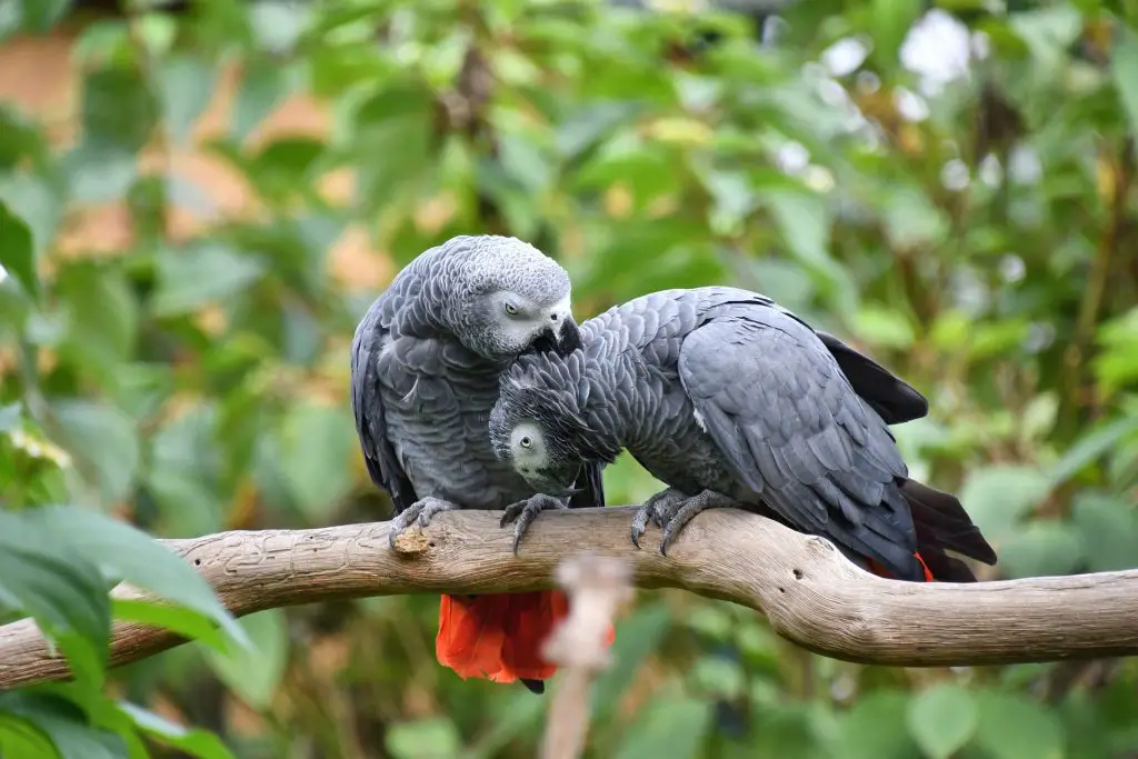 african-grey-parrot-names-68-best-cute-ideas-with-video-petshoper