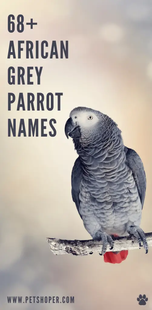 African Grey Parrot Names pin
