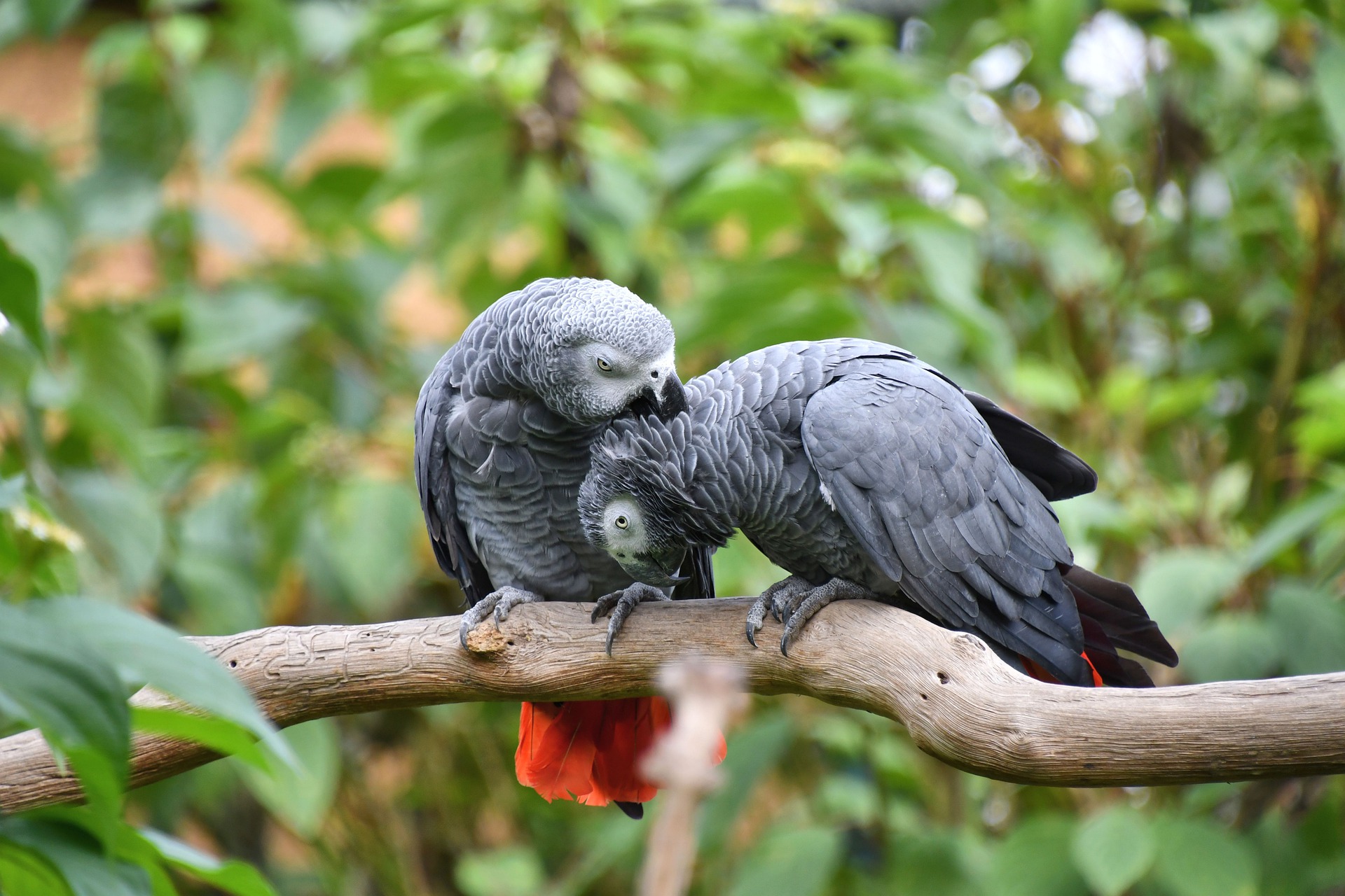 African Grey Parrot Names +68 Best & Cute Ideas [with Video] - PetShoper