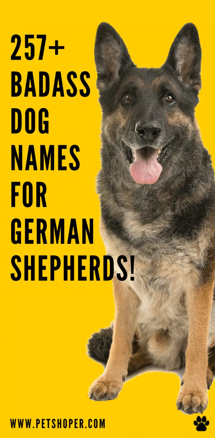 Badass Dog Names For German Shepherds 257+ [with Video] - PetShoper