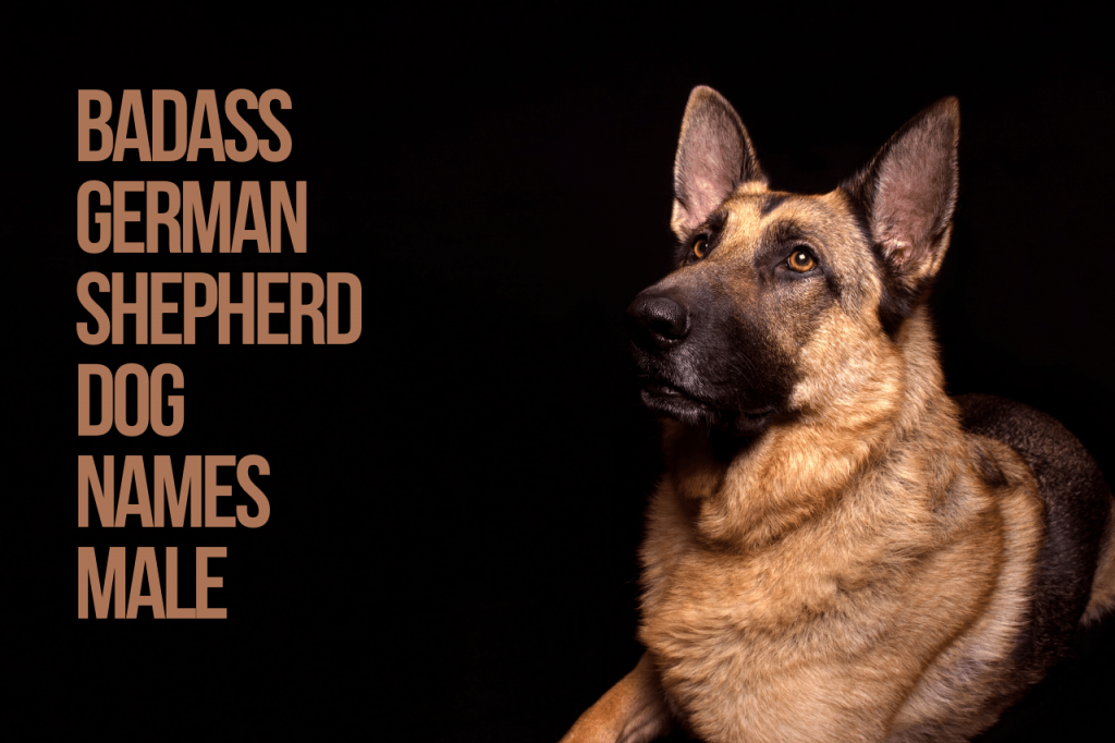 Badass German Shepherd Dog Names Male 