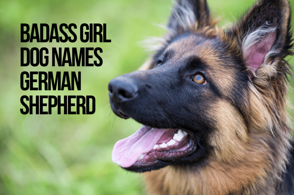 Badass Girl Dog Names German Shepherd