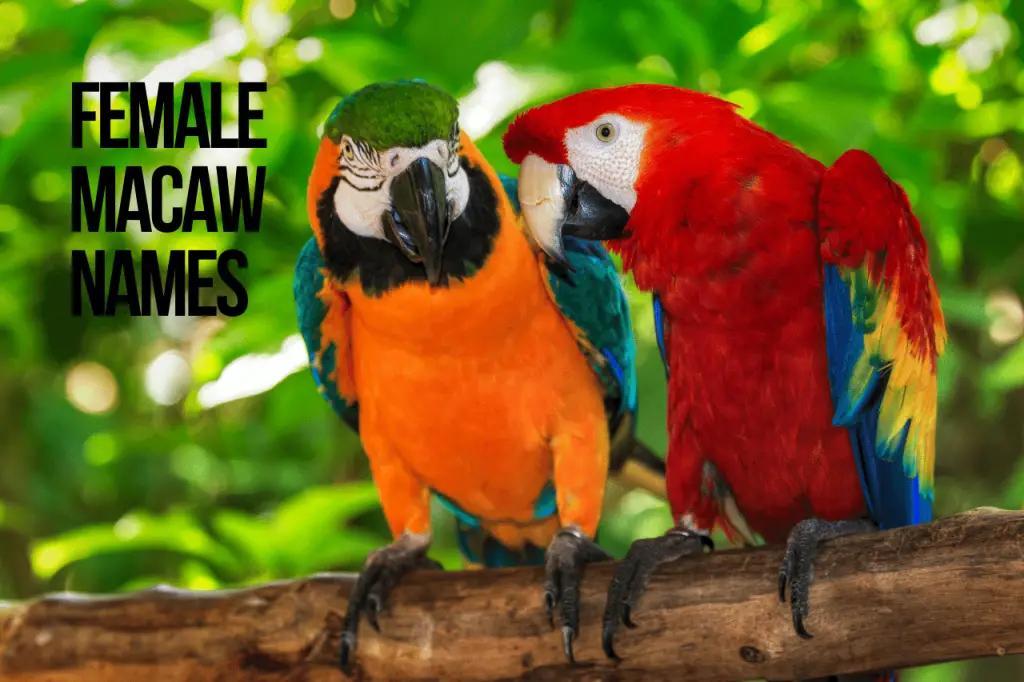 Female Macaw Names