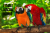 Macaw Parrot Names 216+ Cute & Best Ideas - PetShoper