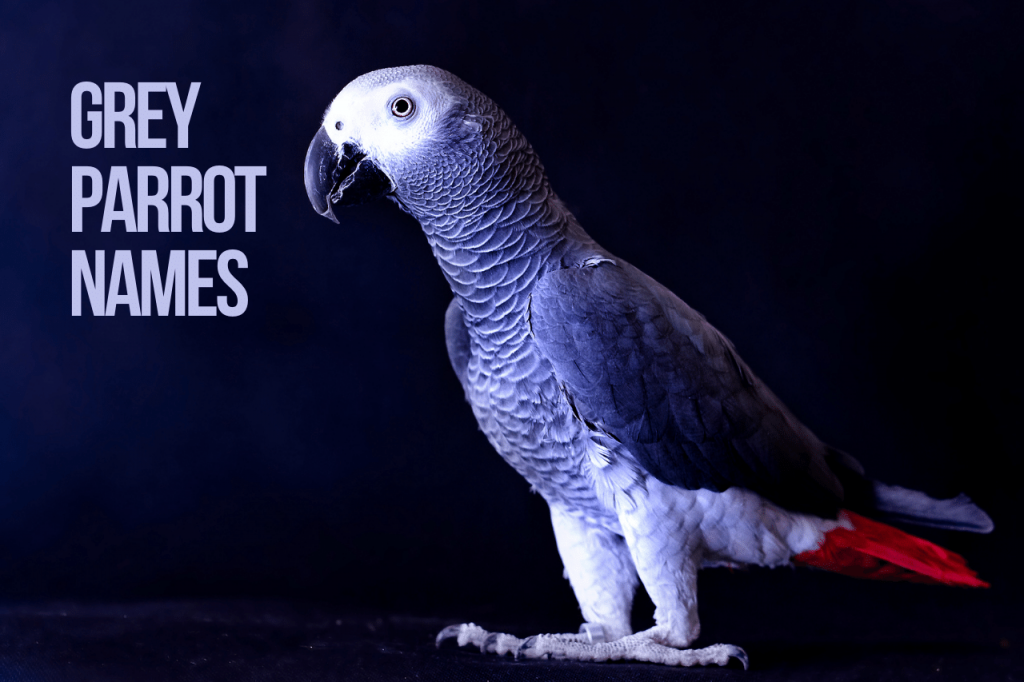 Grey Parrot Names