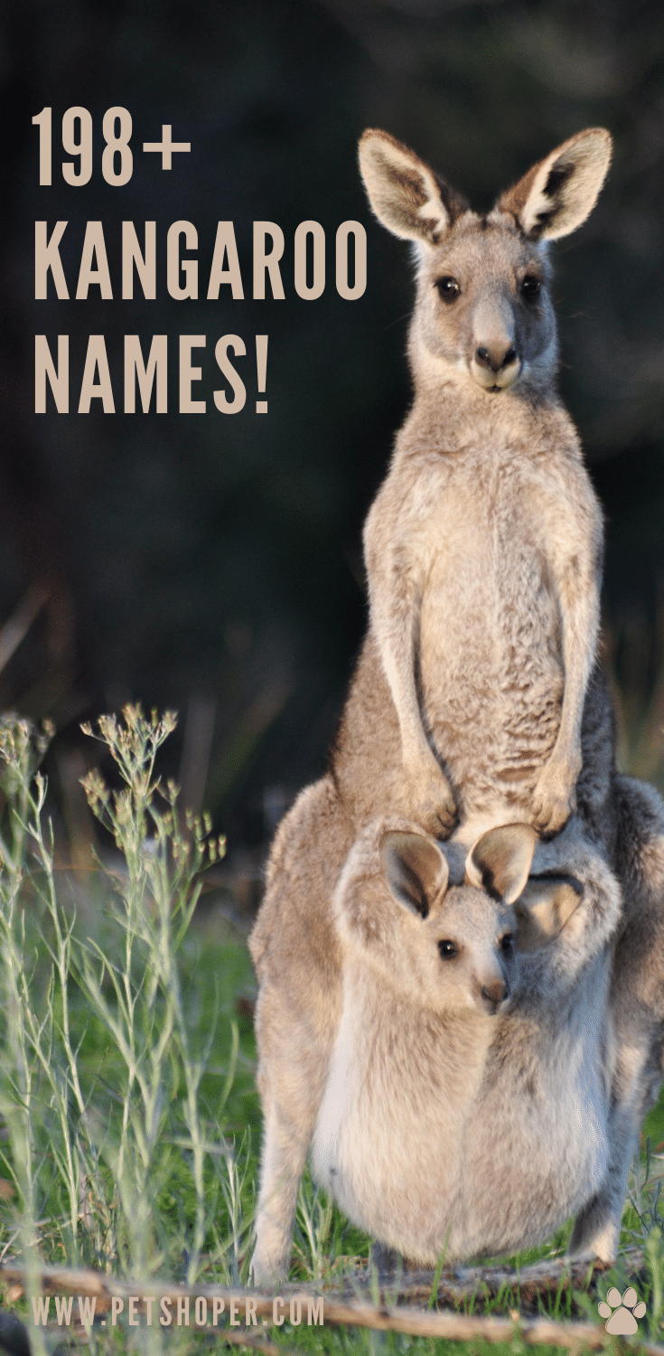 Kangaroo Names 198+ Best & Good & Famous Names! - PetShoper