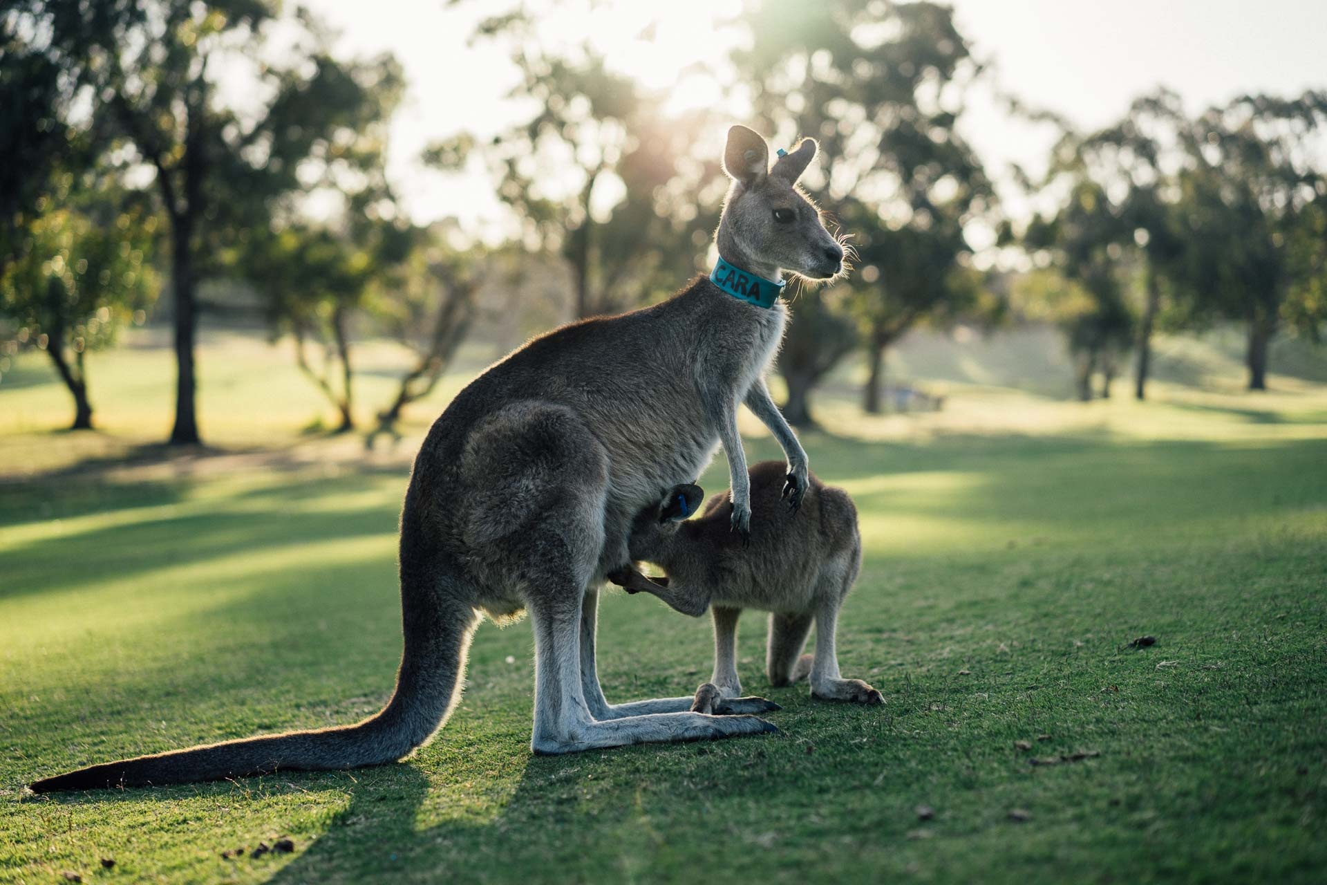 Kangaroo Names 198+ Best & Good & Famous Names! - PetShoper
