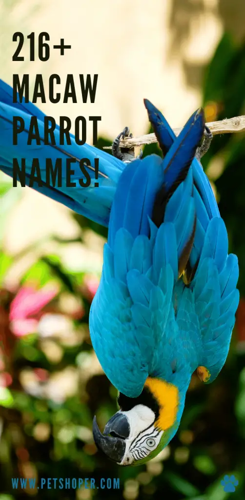 Macaw Parrot Names pin