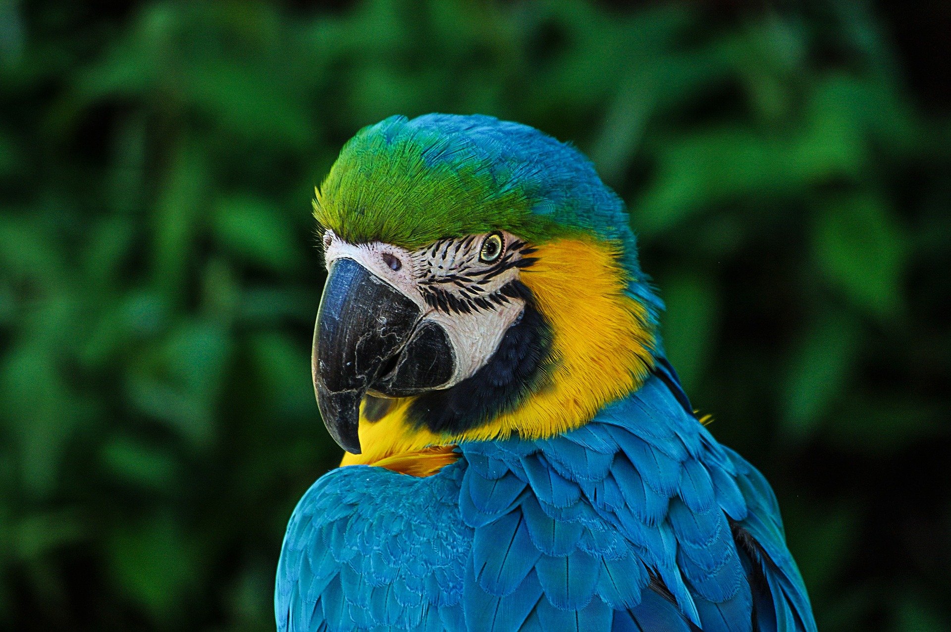 Macaw Parrot Names