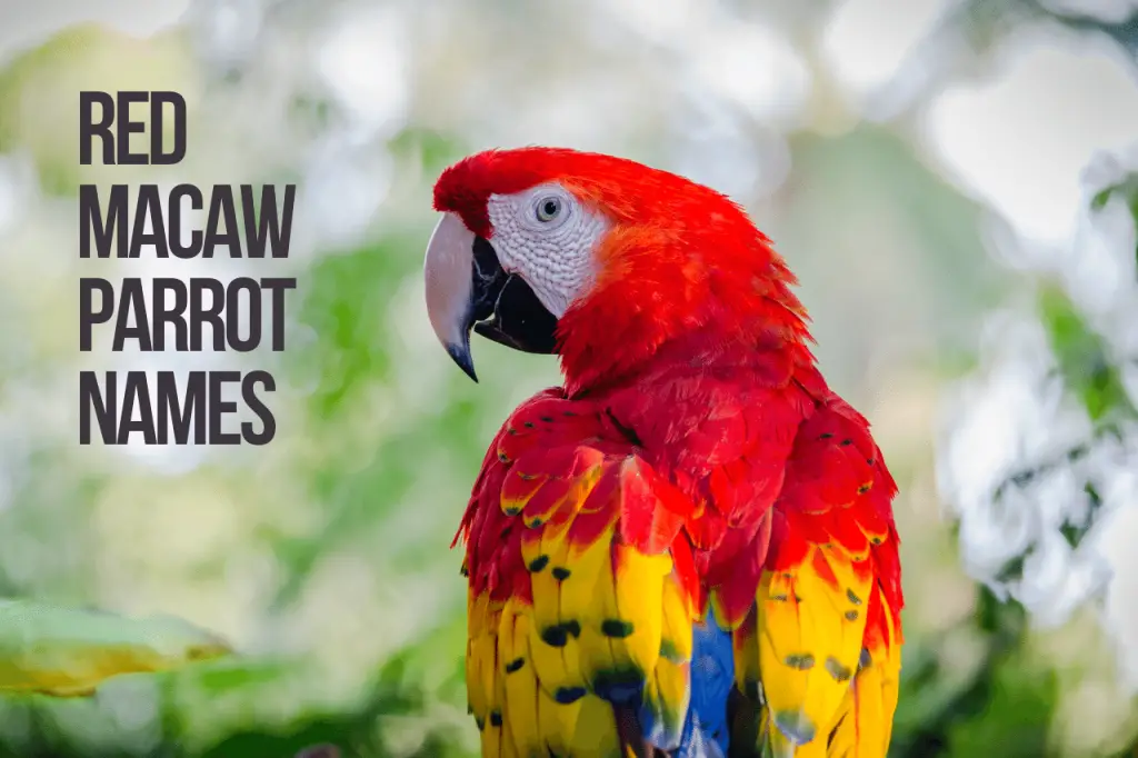Red Macaw Parrot Names