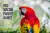 Macaw Parrot Names 216+ Cute & Best Ideas - PetShoper