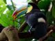 Toucan Names 98+ BEST & CUTE & TOP Ideas [with Video] | PetShoper