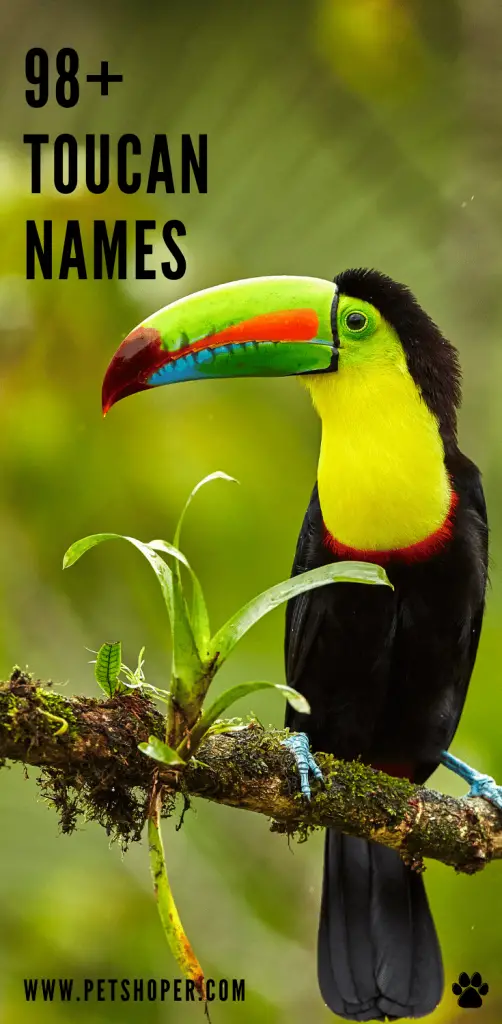 Toucan Names pin