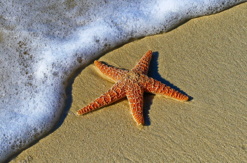 funny starfish names