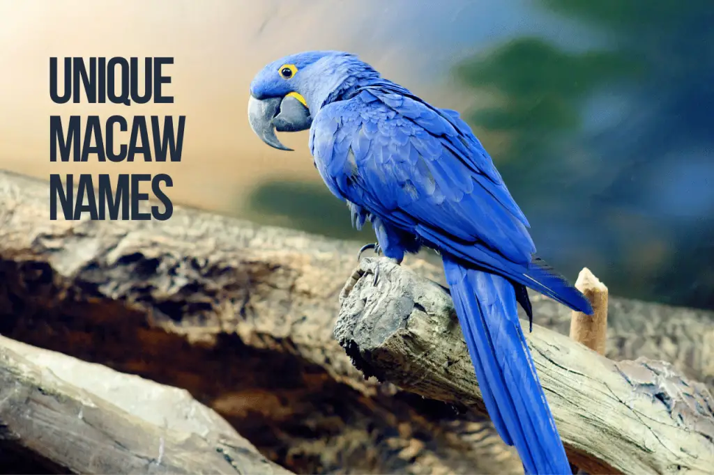 unique macaw names