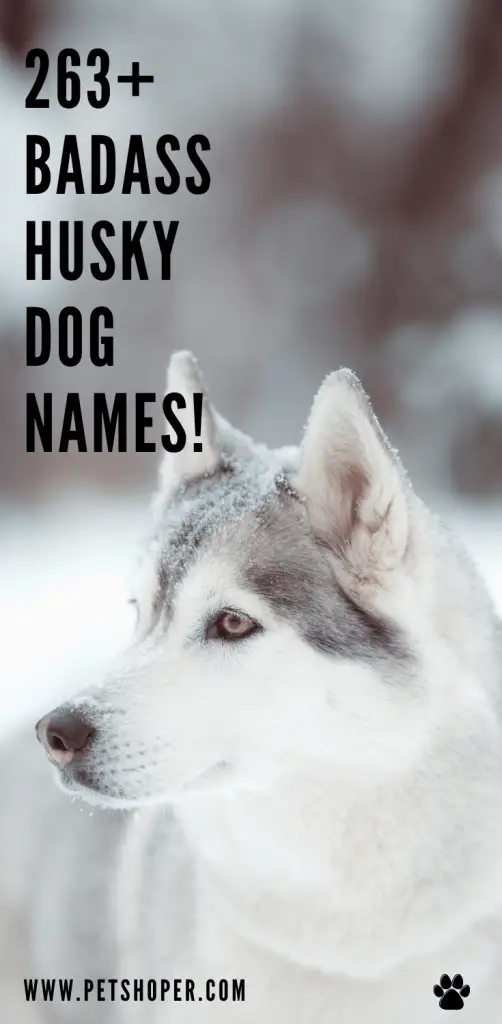 Badass Husky Dog Names pin