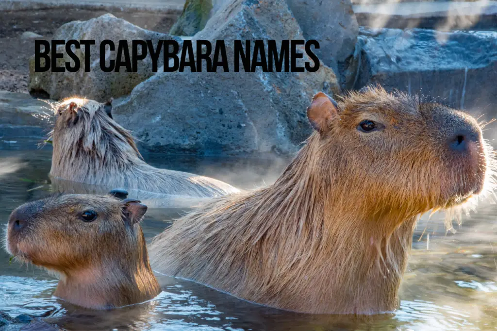 Best Capybara Names