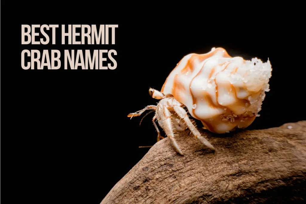 Best Hermit Crab Names