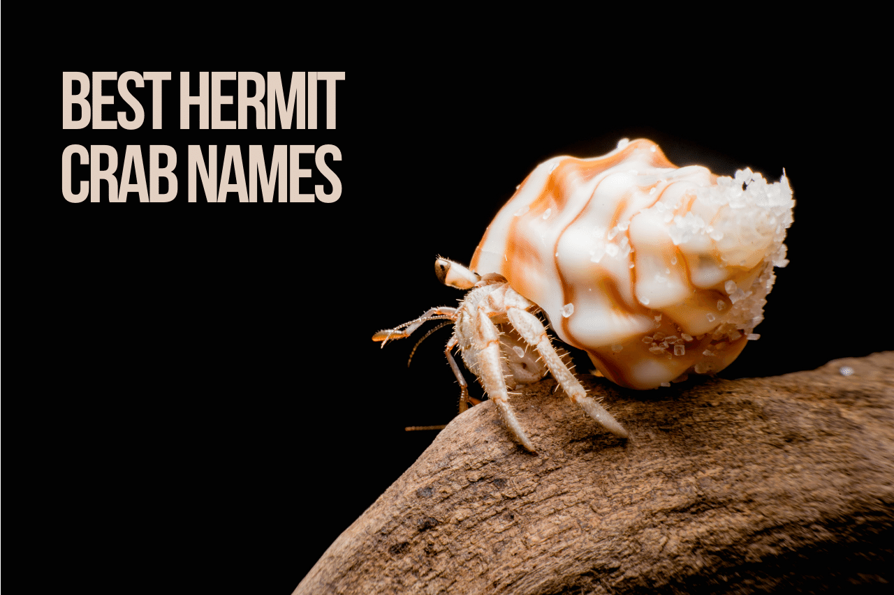 Hermit Crab Names 200 Creative Ideas & Facts
