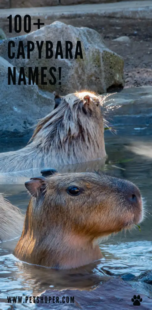 Capybara Names pin