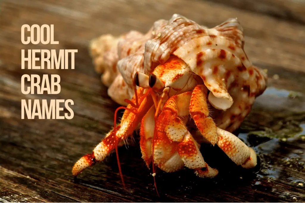 Cool Hermit Crab Names