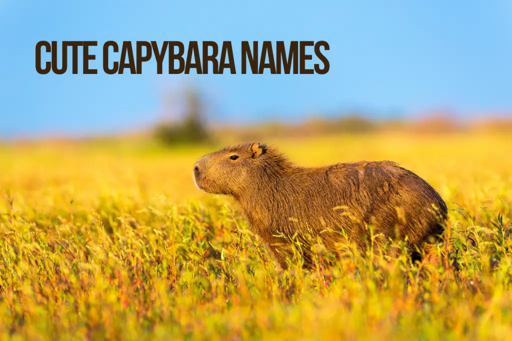 Cute Capybara Names