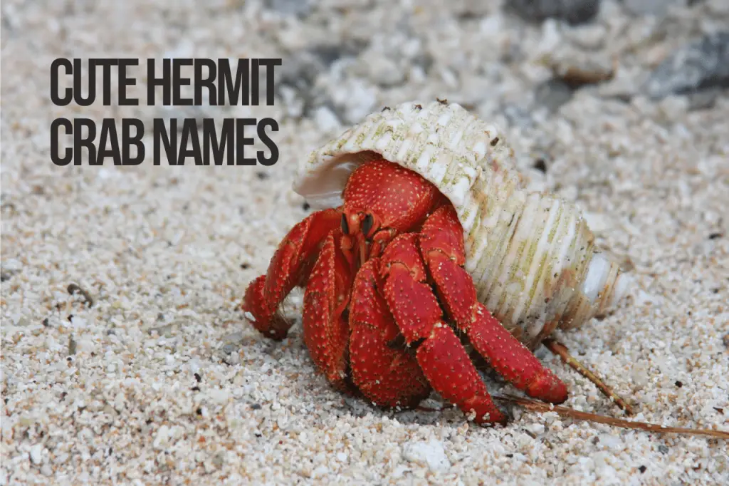 Cute Hermit Crab Names