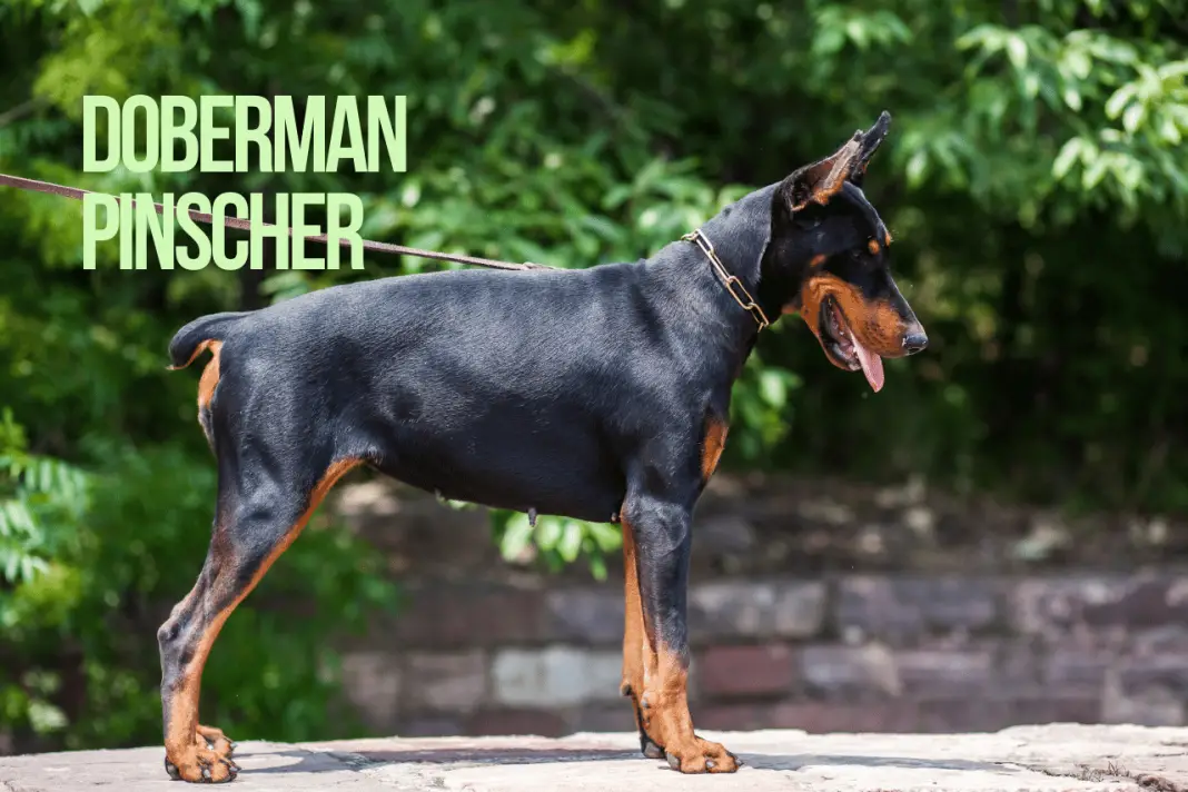 Most Muscular Dog Breeds In the World[Top 10 Breeds]