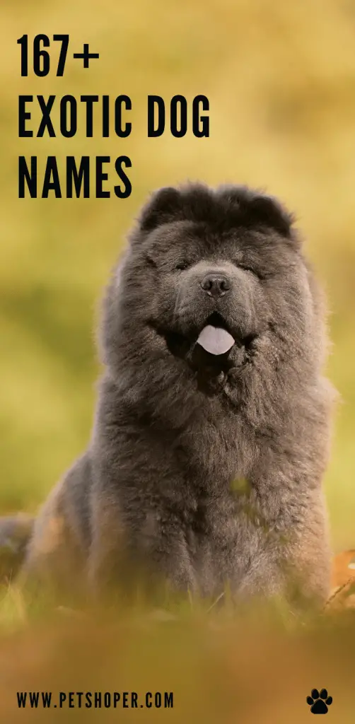 Exotic Dog Names pin