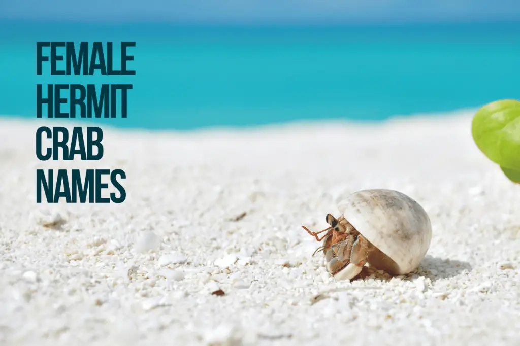 Female Hermit Crab Names