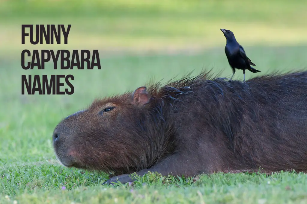 Funny Capybara Names