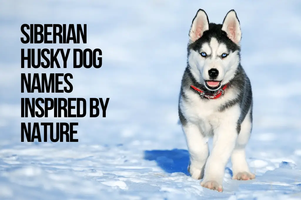 Siberian Husky Dog Names Inspired by Nature