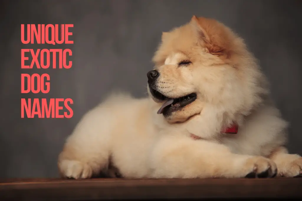 Unique Exotic Dog Names