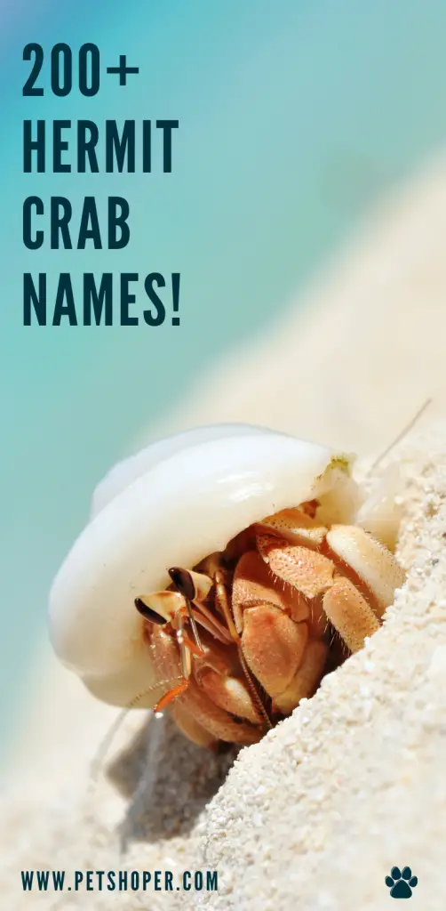 Hermit Crab Names 200+ Creative Ideas & Facts | PetShoper