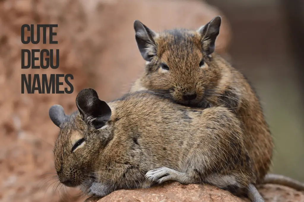 Cute Degu Names