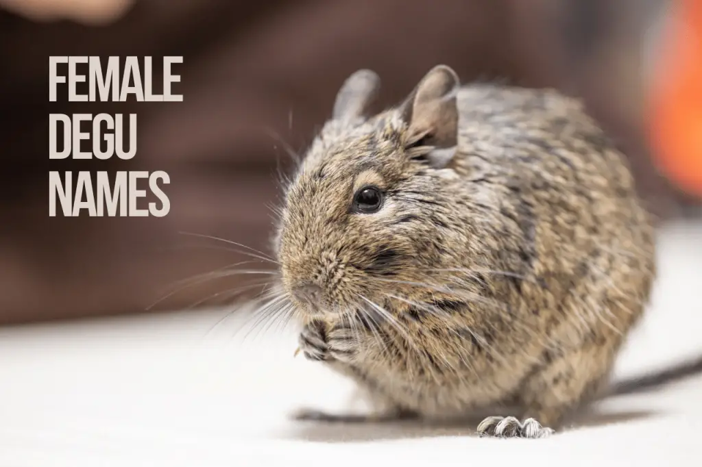 Female Degu Names 