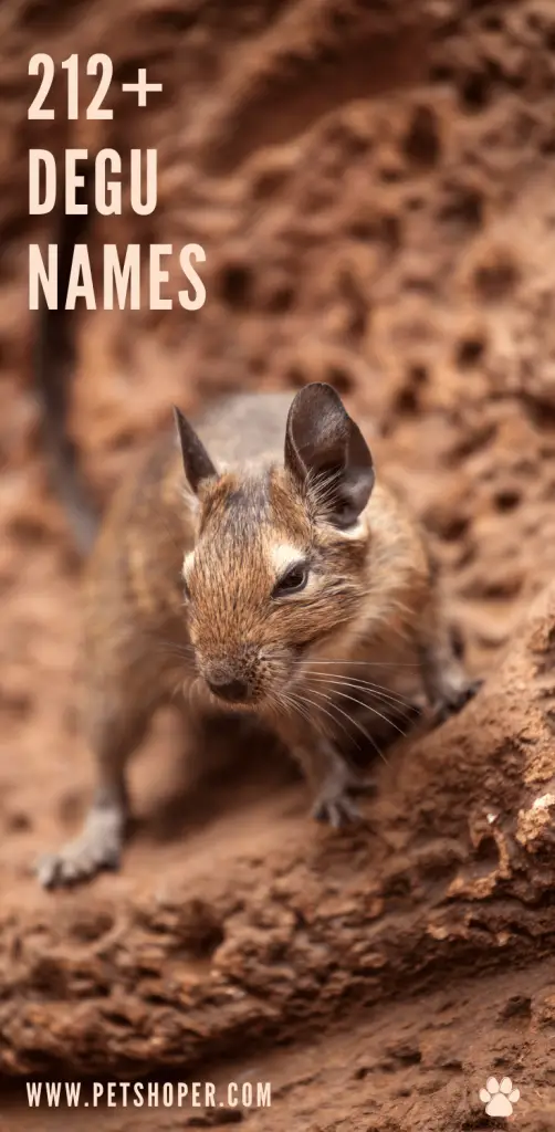 degu names pin