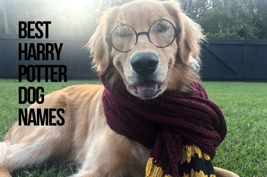 Best Harry Potter Dog Names
